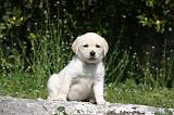 LABRADOR 1052